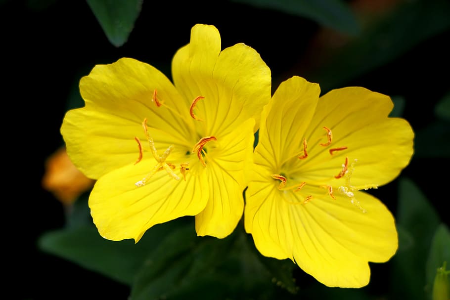 foto de foco, amarelo, flores com pétalas, prímula, plantas, flores, natureza, junho, jardins, céu