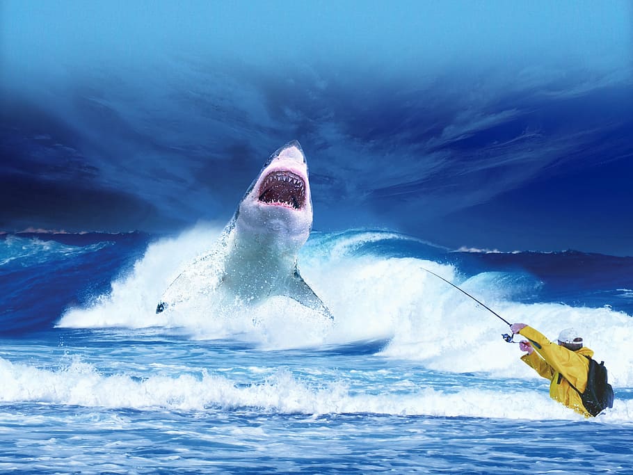 white, shark, sea, ocean, blue, predator, fishing, fisherman, fish, danger