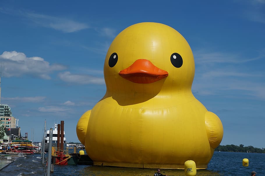 toronto, rubber, duck, water, rubber duck, yellow, representation, floating on water, toy, nature