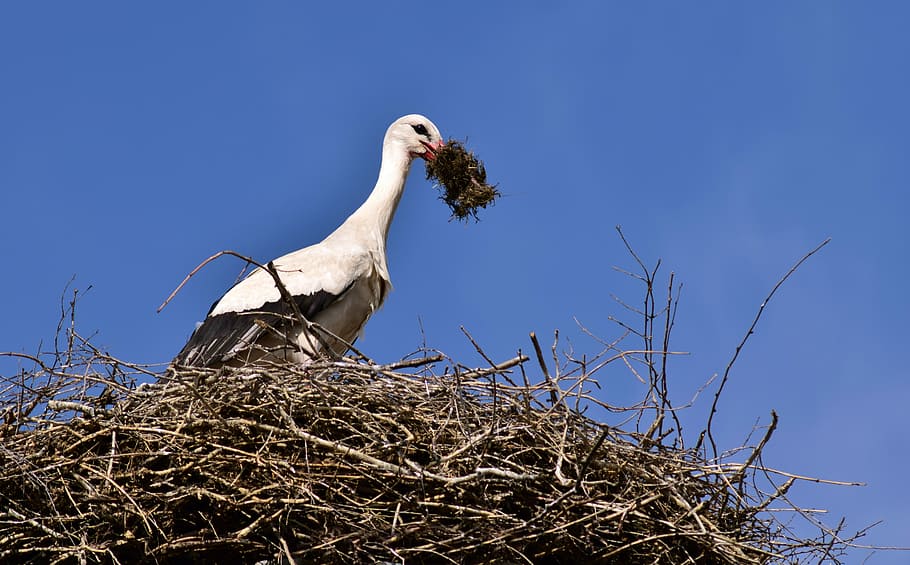 stork, nest, bird, storchennest, rattle stork, nature, bill, summer, resting place, plumage