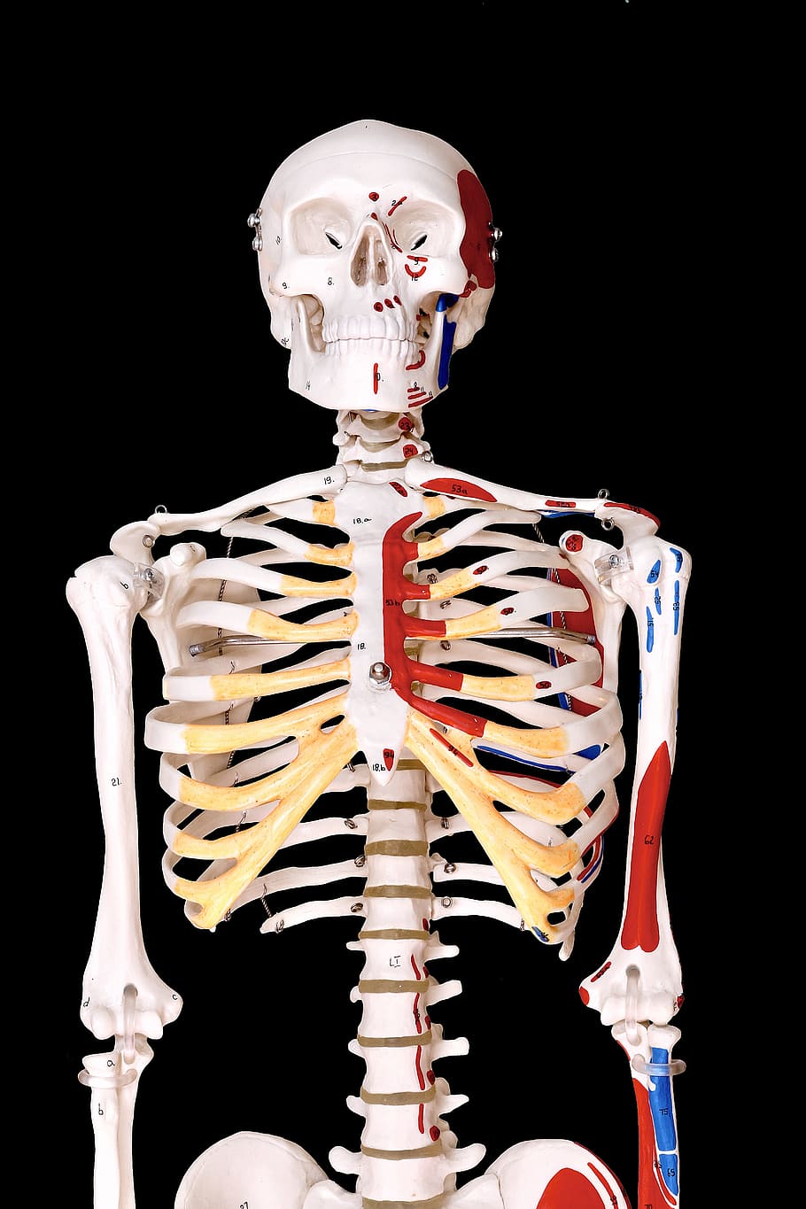 esqueleto, humano, modelo, fisio, anatomía, hueso, esqueleto humano, hueso humano, fondo negro, parte del cuerpo humano