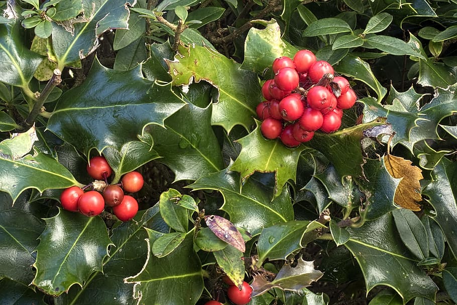 holly, ilex aquifolium, ordinary holly, common holly, aquifoliaceae, plant, green, berry red, spur, food