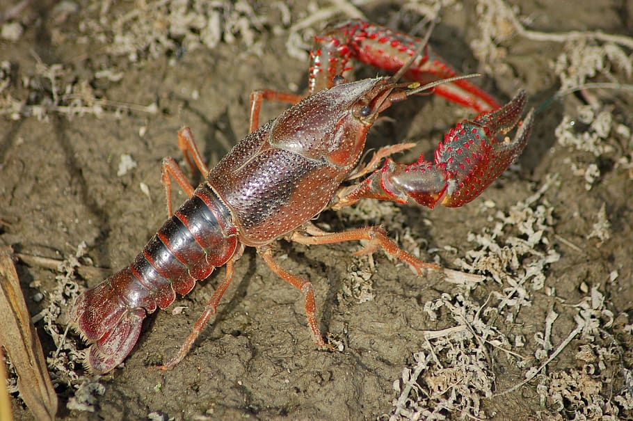 freshwater crayfish, shrimp killer, shrimp of louisiana, procambarus clarkii, chele, animal, animal themes, animal wildlife, animals in the wild, one animal