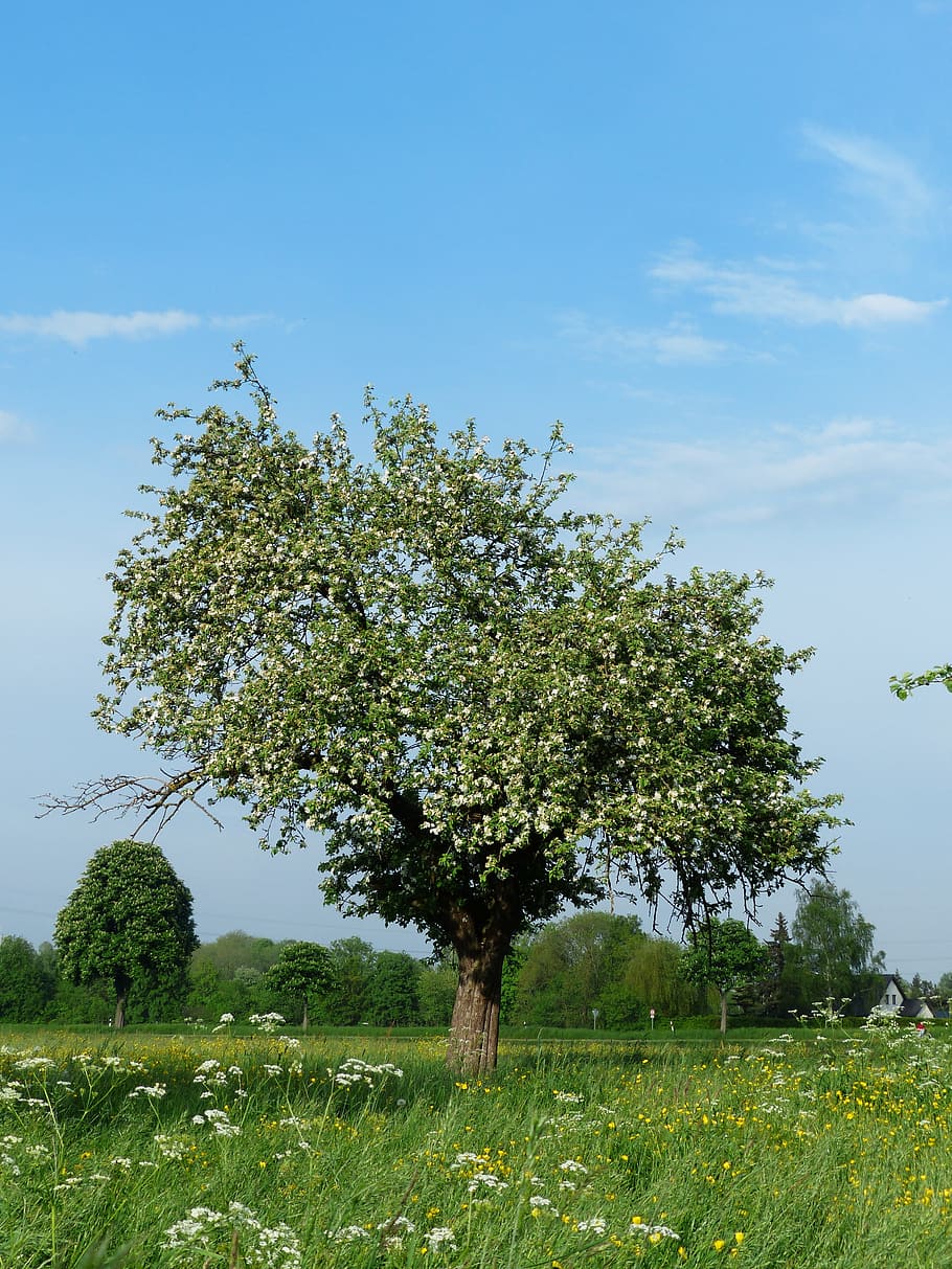 Apple Tree, Apple Blossom, Nature, tree, spring, landscape, meadow, agriculture, orchard, fruit tree