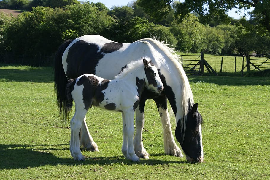 white, black, horse, green, grass, daytime, mare and foal, foal, piebald, mare