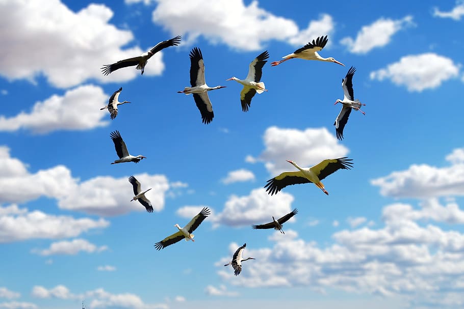 group, white-and-black crane birds, forming, hearts, cloudy, sky, heart, clouds, stork, storks