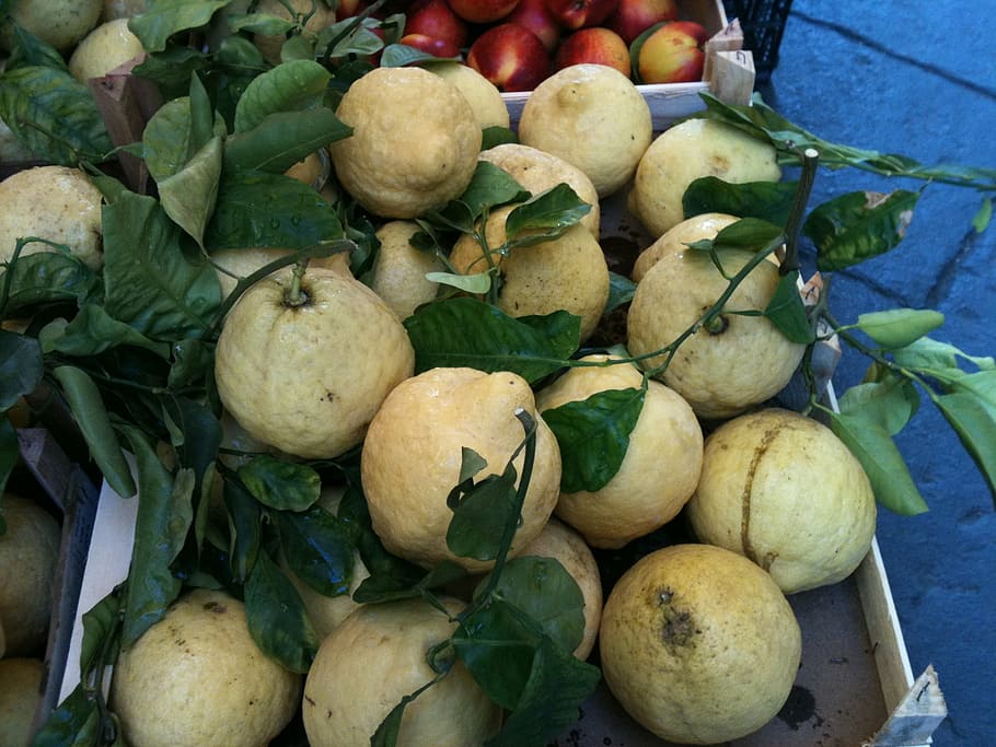 lemon, sorrento, italia, jeruk, makanan, segar, buah, organik, musim panas, sisilia