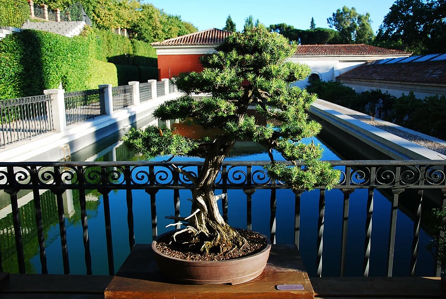 bonsai, madrid, botanical, plant, architecture, growth, nature, potted plant, tree, railing