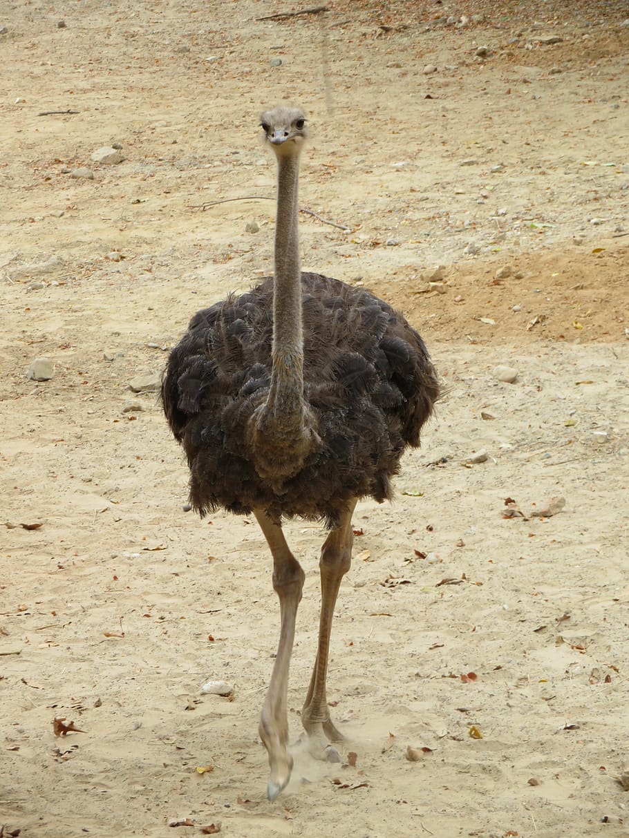 ostrich, bird, animal, head, nature, feather, eyes, bill, curious, poultry
