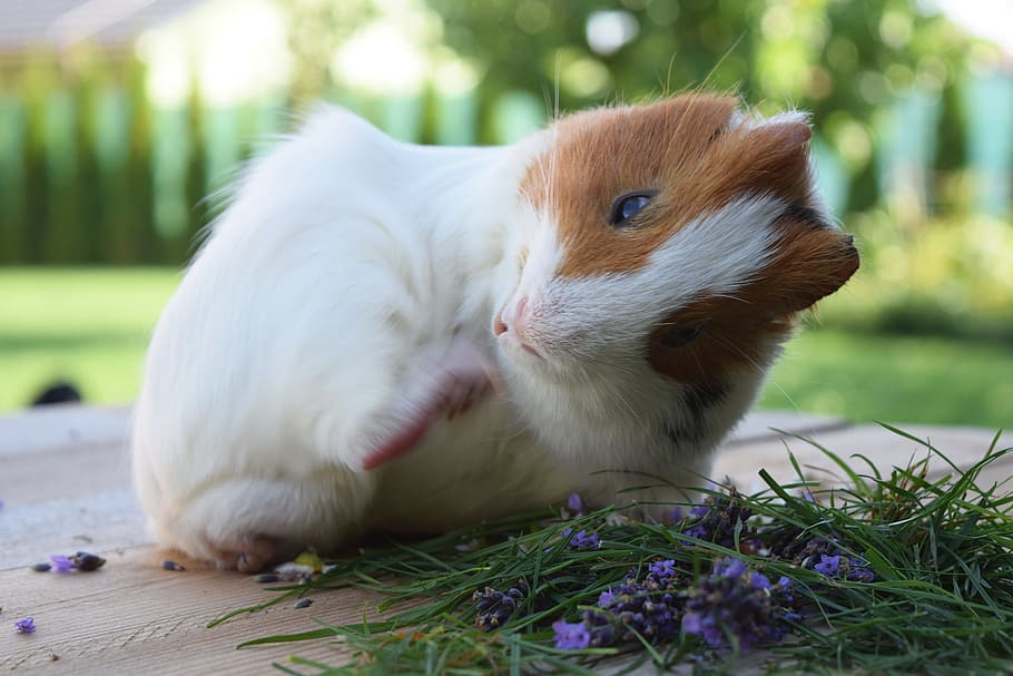 guinea pig, floor, billy, guineapig, pig, piggy, fluffy, fur, cute, little