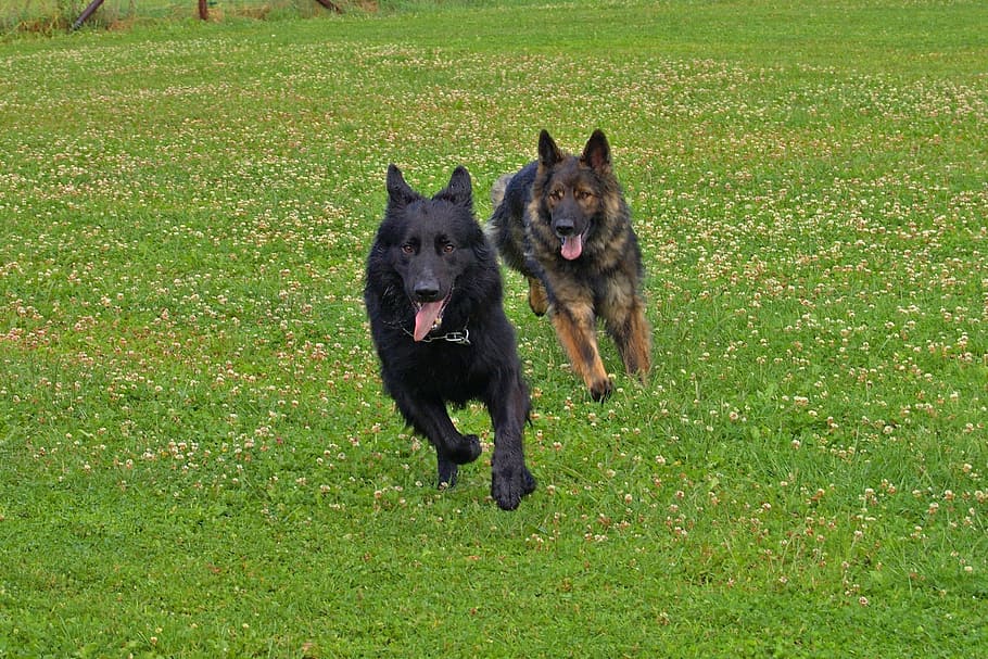 two, running, black, tan, german shepherd dogs, dog, dogs, old german, schäfer dog, hunt