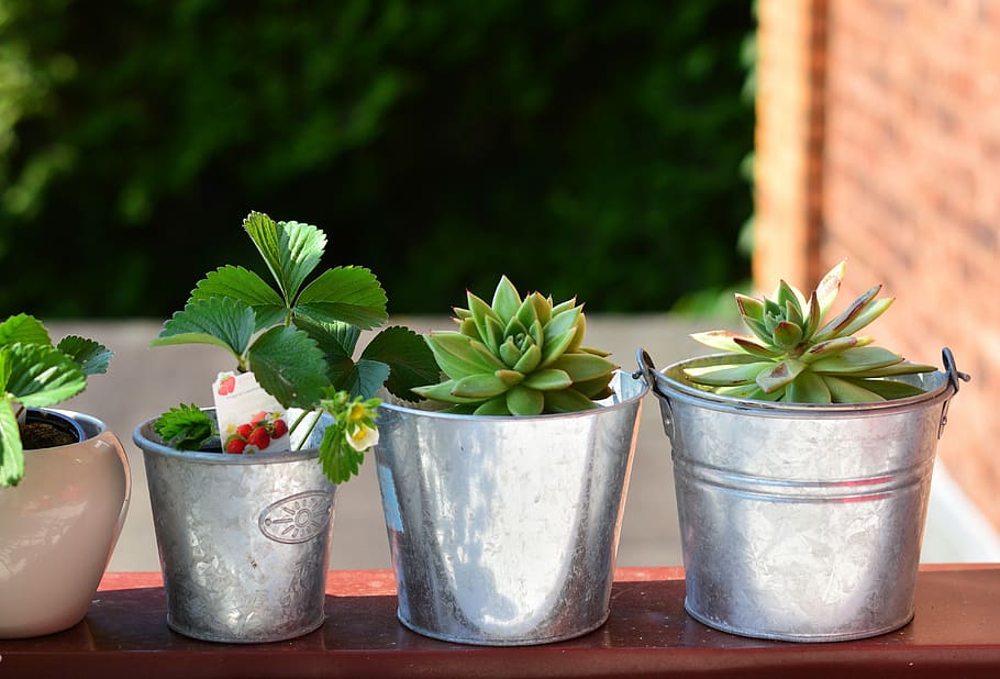 three, silver pots, succulent, plants, balcony plants, balcony, still life, flower pots, plant, series