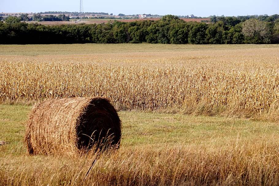 hay, kansas, rural, agriculture, field, countryside, harvest, plant, land, landscape