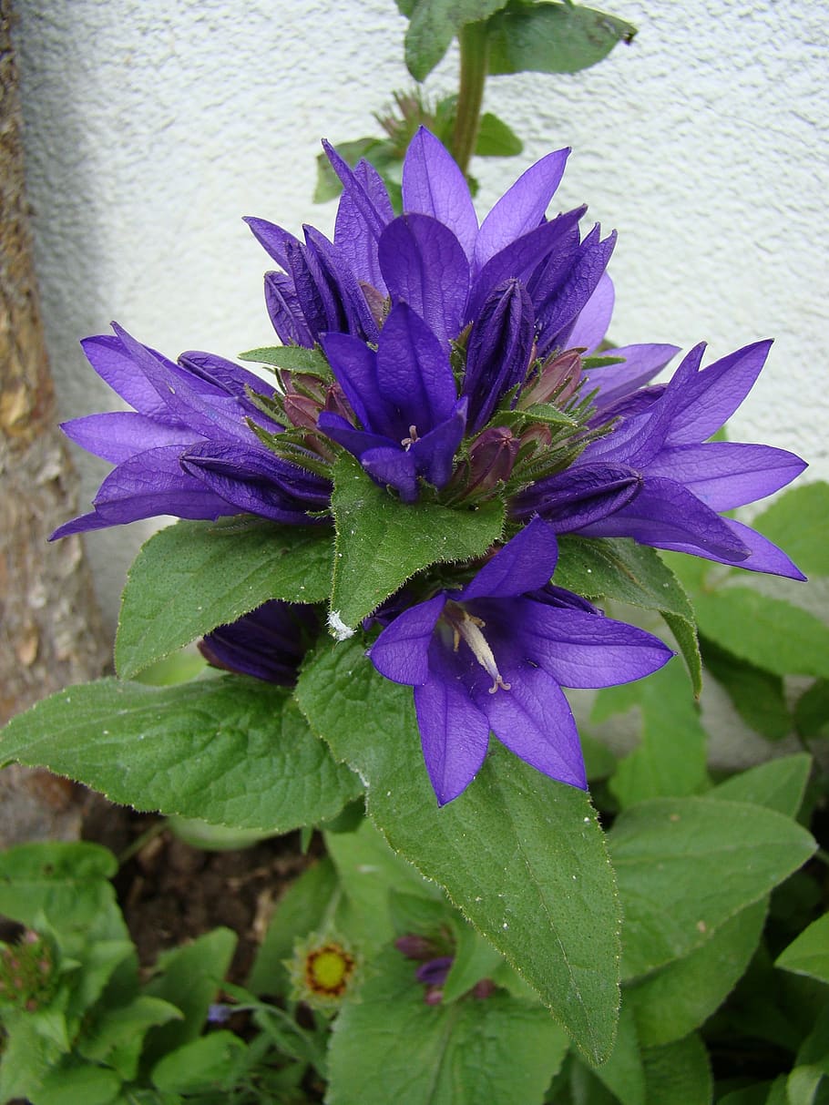 la flor de la madeja de campana, flor de campana, flor, violeta, planta  floreciendo, planta, crecimiento, púrpura, belleza en la naturaleza,  fragilidad | Pxfuel