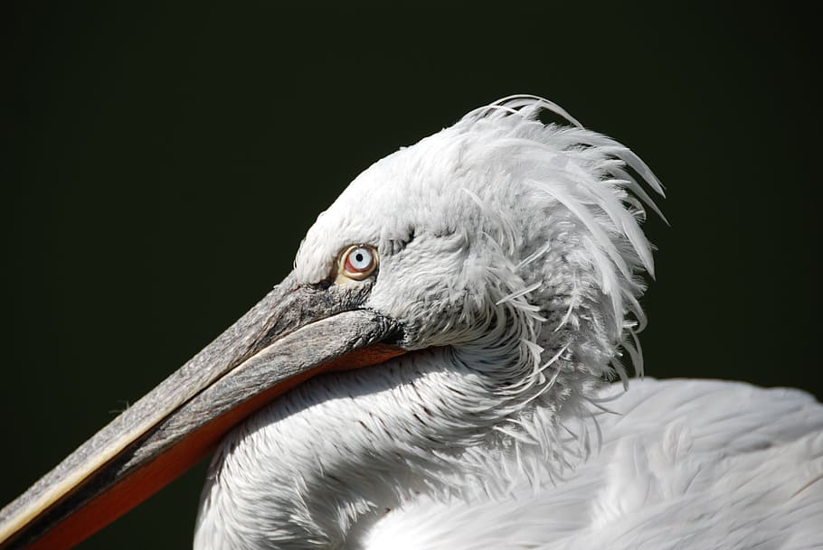 pelikan, water bird, animal, close, bird, animal themes, one animal, vertebrate, animal wildlife, black background