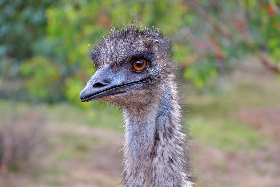 emu, australia, bird, fly, feather, wildlife, beak, wild, dom, outdoor