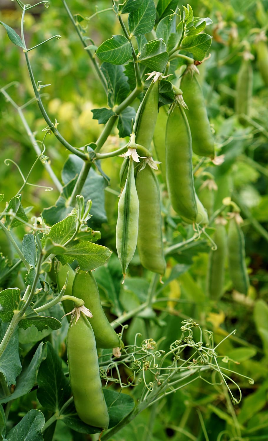 Peas, Garden, Pods, Beds, the cultivation of, green peas, vegetables legumes, weeding, vegetables, vegetable