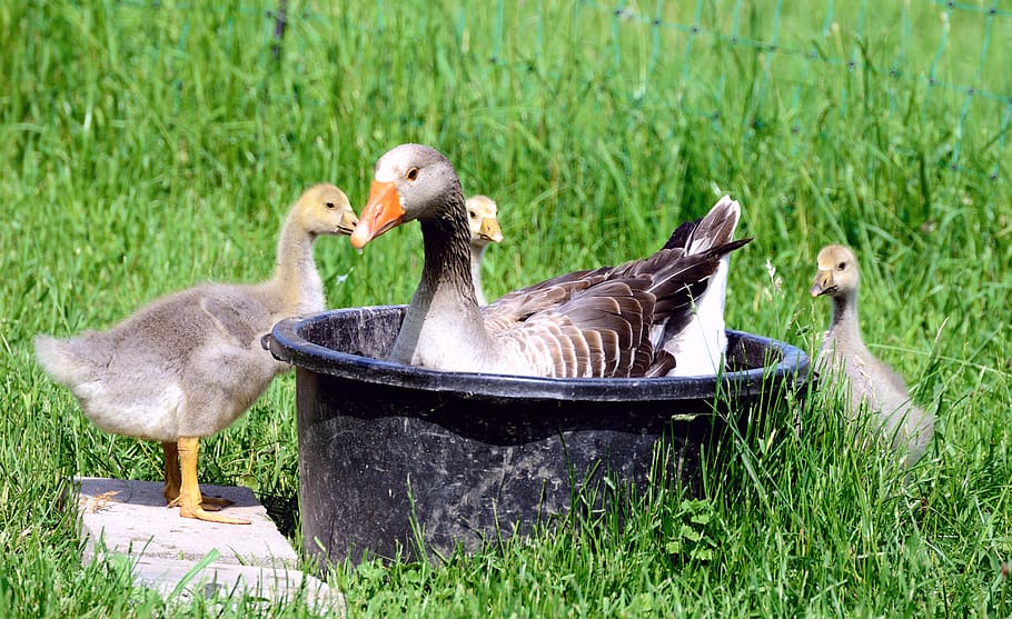 goslings, geese, chicks, animal world, tub, swim, cute, birds, waterfowl, animal