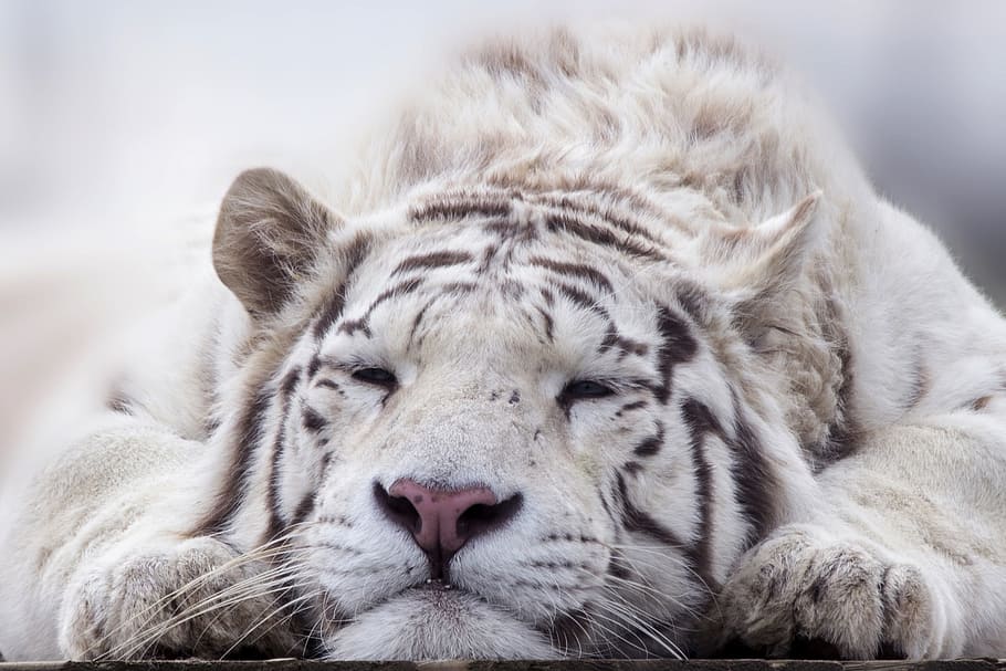 shallow, focus photography, white, tiger, close up, animal, cat, predator, zoo, bengal