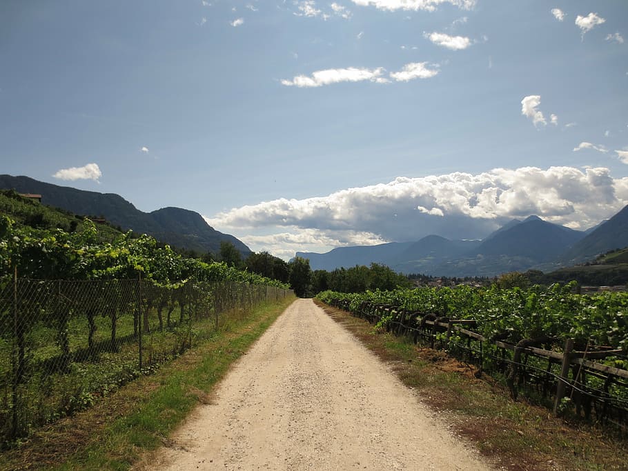 summer, vines, away, clouds, mountains, vineyard, grape, vine, nature, rural Scene