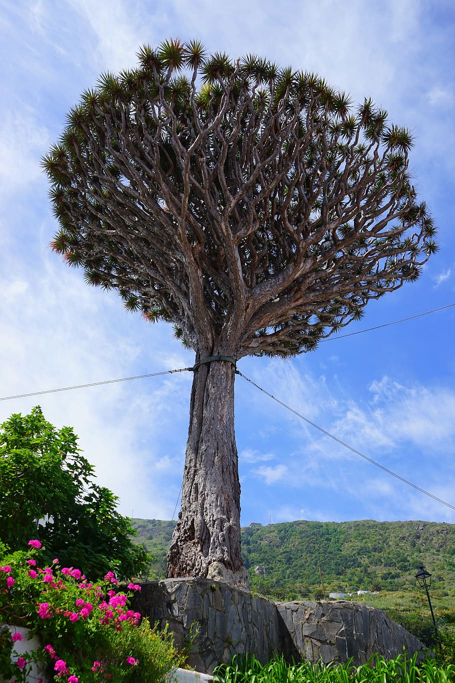 pohon naga pulau kenari, Pulau Canary, Pohon Naga, Dukungan, tether, dracaena draco, mahkota, pohon, dracaena, tanaman asparagus