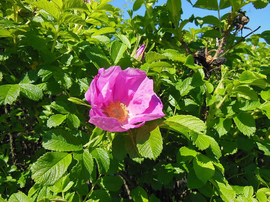 rosa, pétala única, flor, rosa rugosa, flores, arbusto, robusto, resistente, arbusto sugador, espinhoso