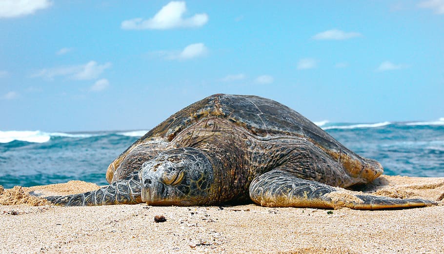 Sea Turtle, superfamily, Chelonioidea, body of water, turtle, seashore, viewing, sky, daytime, sea