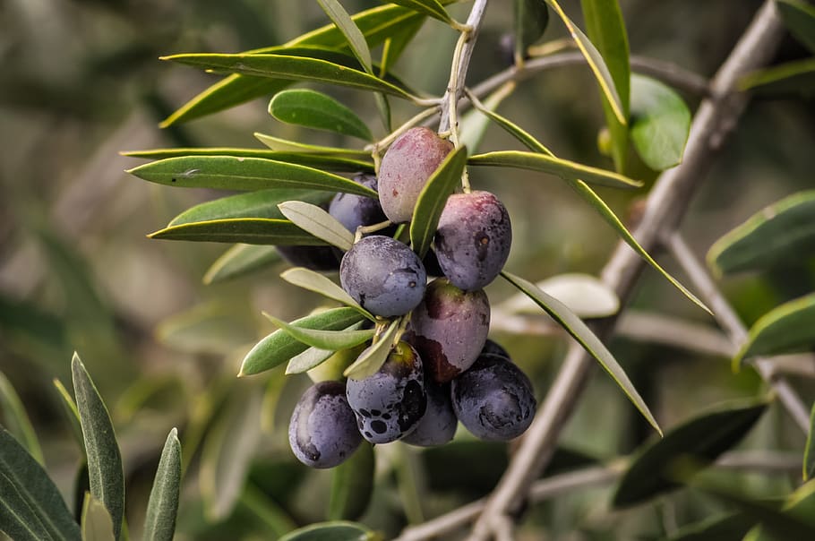 olives, tree, branches, leaves, olive, green, nature, branch, plant, mediterranean