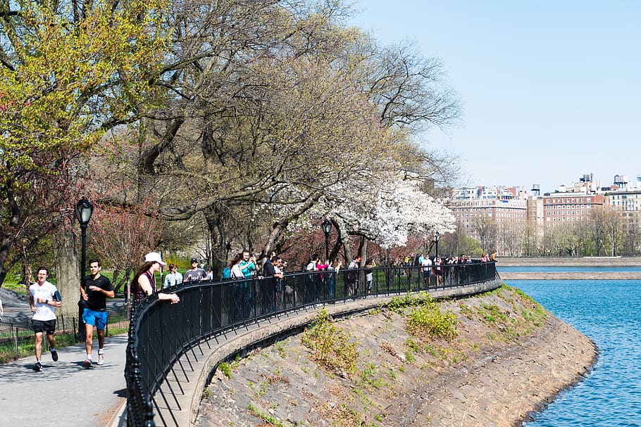 Nueva York, Central Park, primavera, árbol, paisaje, naturaleza, agua, parque, grupo de personas, personas reales