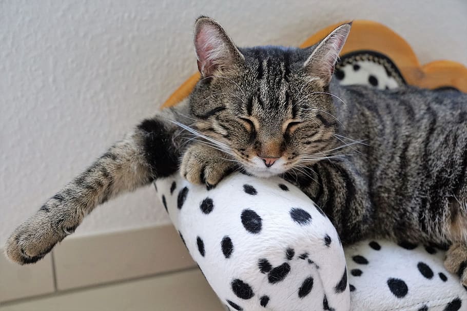 brown, tabby, cat, lying, pet bed close-up photo, rest, tiger, tigerle, dalmatians, dog