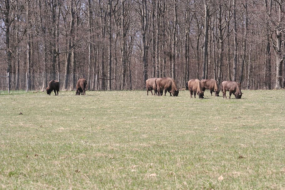 bison oxen, european, bornholm, mammal, animal themes, animal, group of animals, grass, plant, animal wildlife