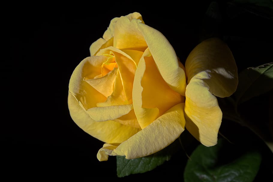 mawar kuning, kuning, rosa, mawar, bunga-bunga, kelopak, alam, berkembang, warna-warni, Romantica