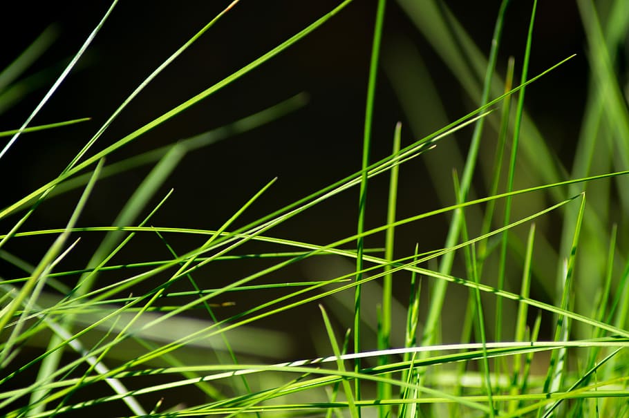 selective, focus photography, green, grass, meadow, close, drop of water, nature, blade of grass, background