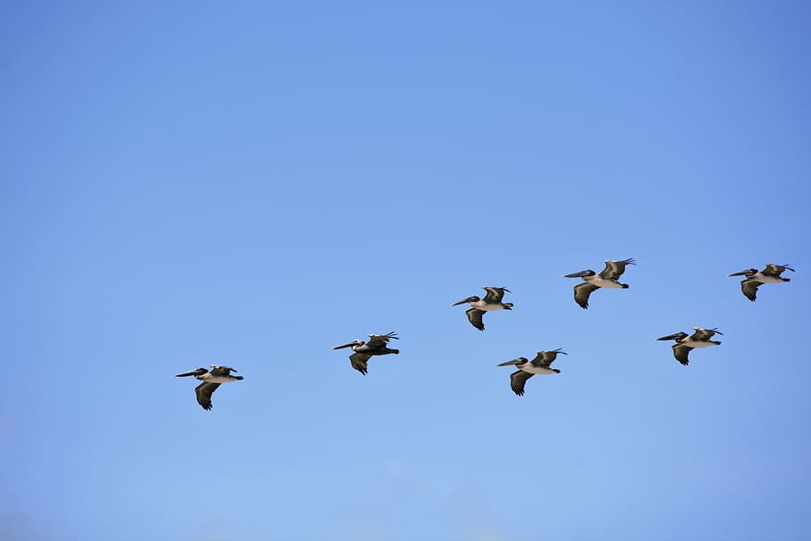 flock of flying pelicans, formation, birds, sea birds, large birds, big, beaks, blue sky, summer, sunny