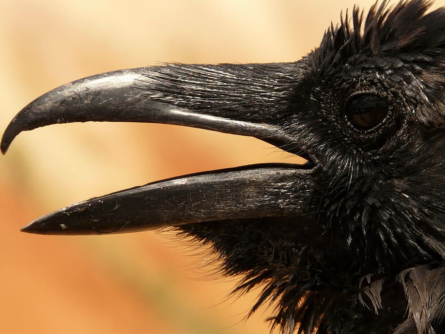 black crow, raven, bird, birds, bryce canyon, usa, animal, wildlife, nature, beak
