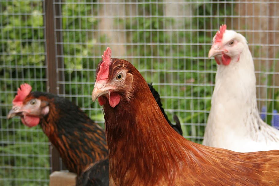 chickens, hens, red, comb, wattle, bird, poultry, egg, feather, brown