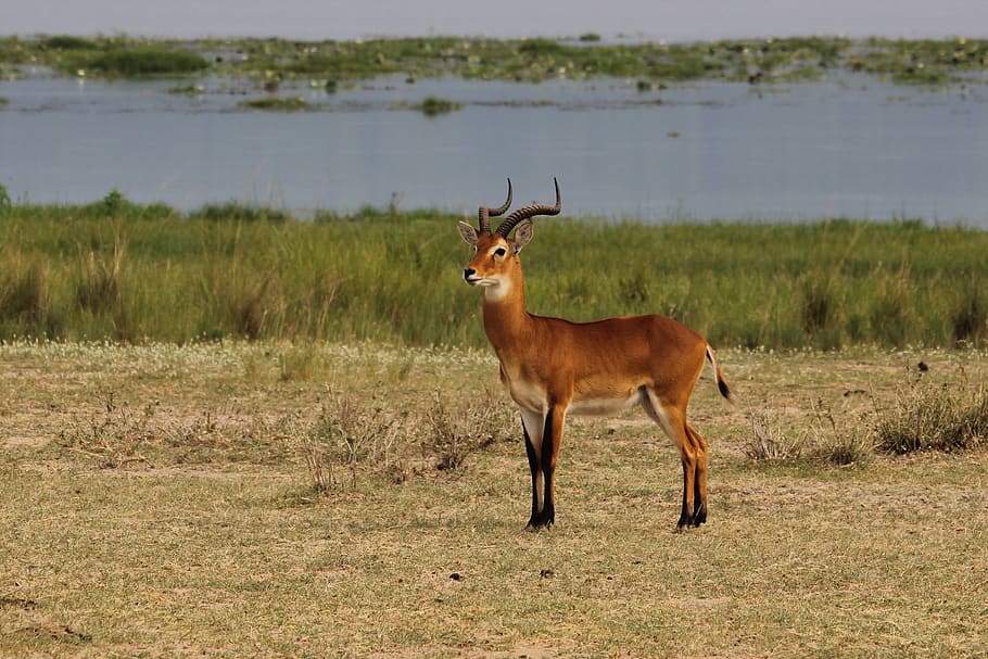 uganda, cob, kob, nature, africa, deer, gazelle, buck, wild, murchison