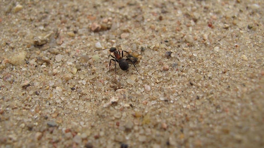 ant, macro, nature, insect, close up, sand, animal themes, animal wildlife, animal, animals in the wild