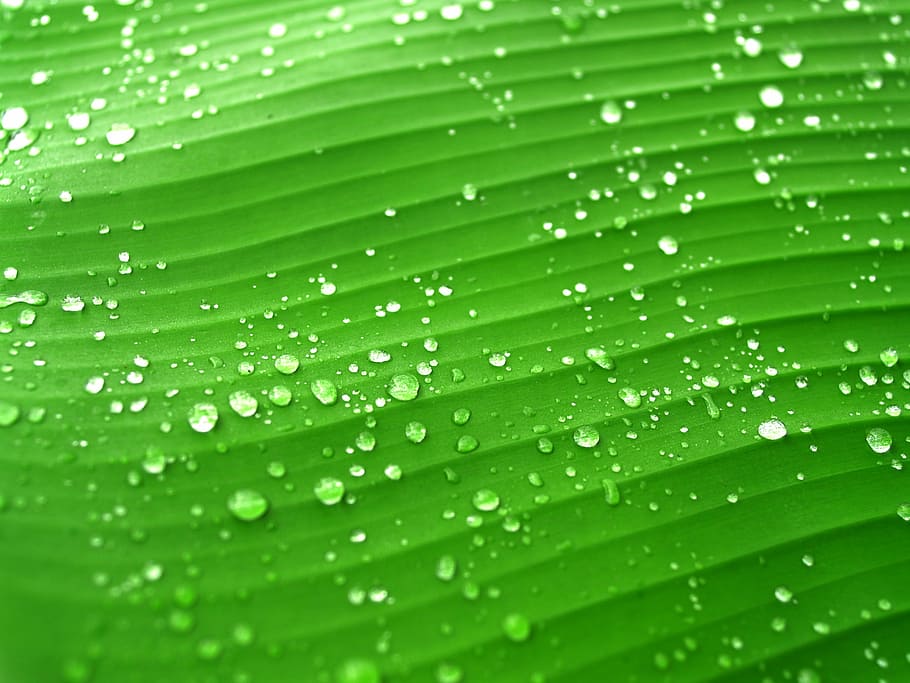 gota de água, verde, folha de bananeira, água, gotas, folha, grama, orvalho, chuva, closeup
