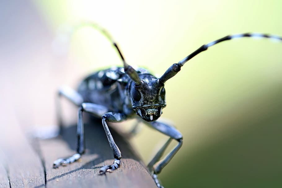 black, longhorn beetle, macro photography, alrak long-horned beetle, bug, insects, nature, mountain, makro, green