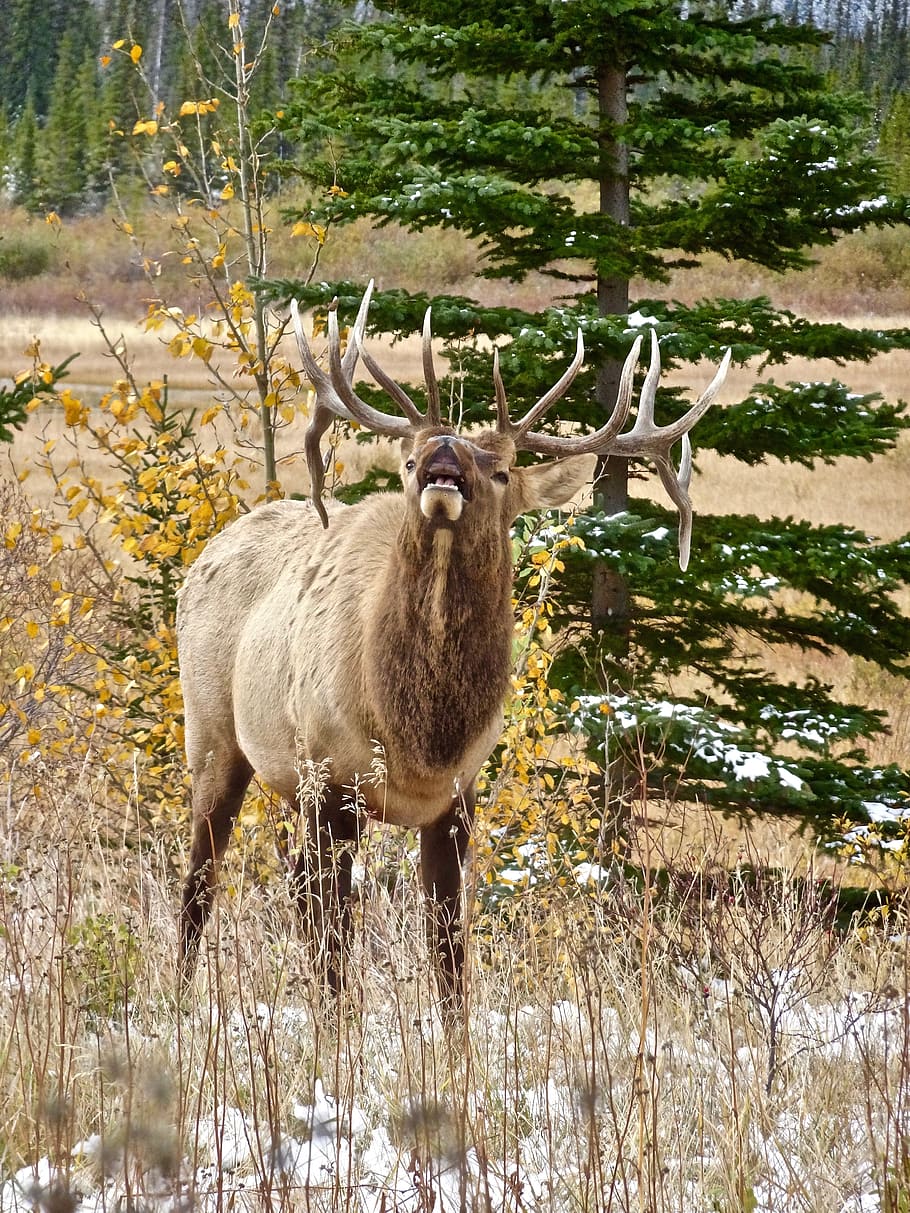 Elk, Stag, Antlers, Calling, Wildlife, canada, male, natural, animal wildlife, one animal