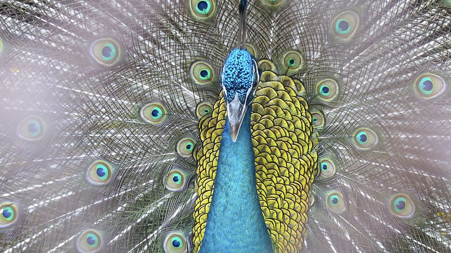 peacock, bird, zoo, color, animal, nature, feather, tropical, bright, turquoise