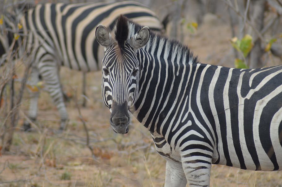 zebra, africa, safari, national park, wild animal, stripes, animal, black and white, zebra stripes, zebra crossing