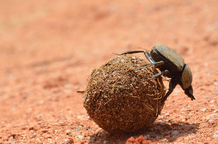 brown, dung beetle, selective, focus photography, wildlife, nature, little, zimbabwe, victoria falls, insect