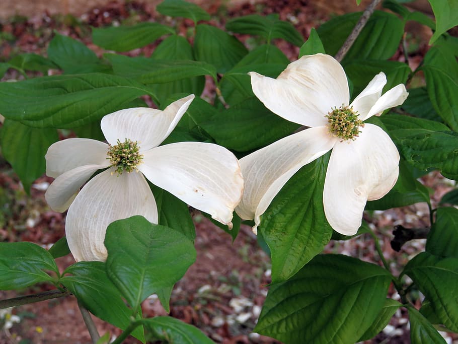 dogwood tree, flower, tree, nature, bloom, floral, plant, white, flowering plant, growth