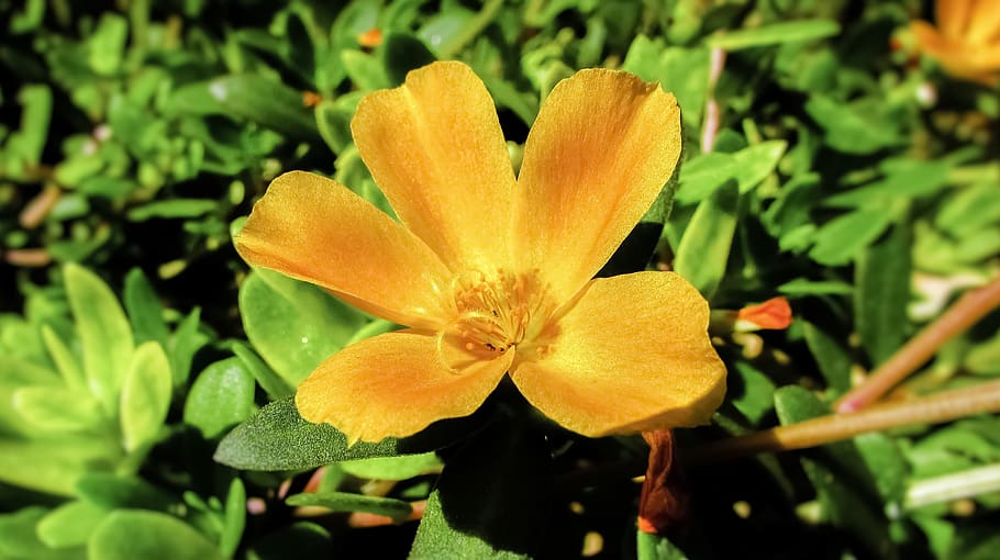 portulaca oleracea, flower, orange, plant, bloom, blooming, garden, growth, beauty in nature, flowering plant