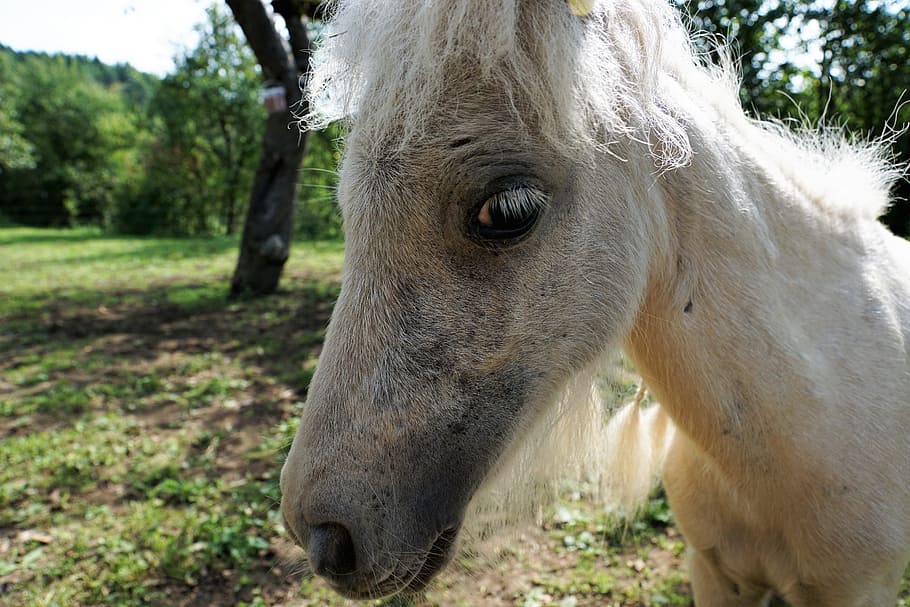 pony, horse, white, mold, animal, pasture, nature, coupling, horse head, mane