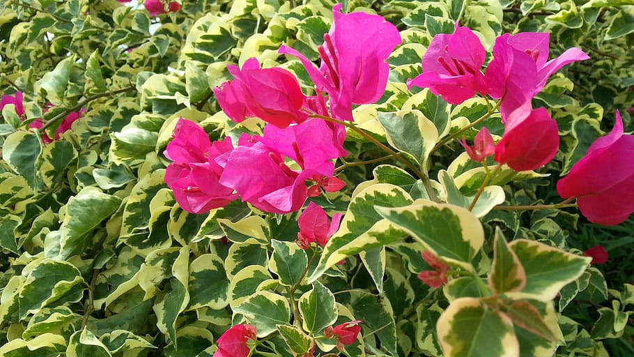 Bougainvillea, Pink, Flowers, English Ivy, pink flowers, petals, flora, plant, flower, nature