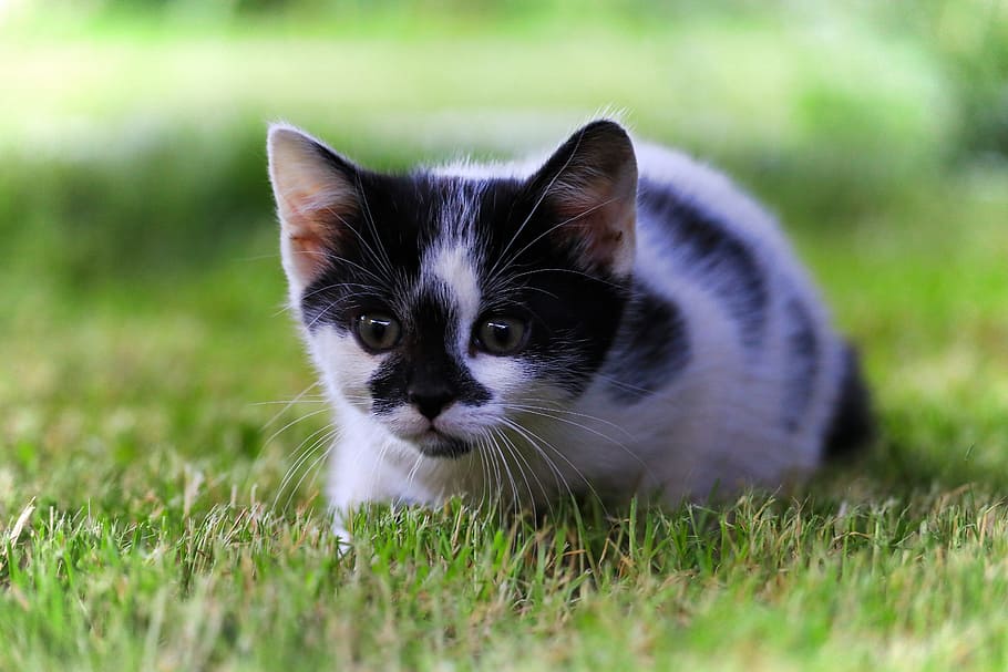 cat, sitting, grass, kitten, hunting, domestic cat, sneak up on, stalk, watch, animal