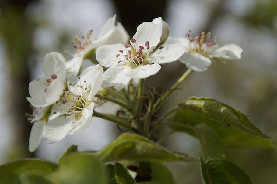 Apple Blossom, Bloom, blossom, apple tree, white blossom, spring, fruit tree, apple tree flowers, may, nature